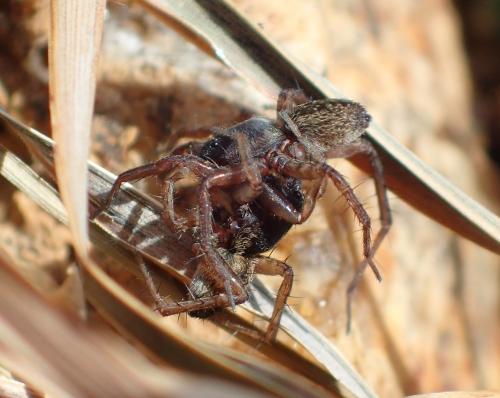 Pardosa sp.